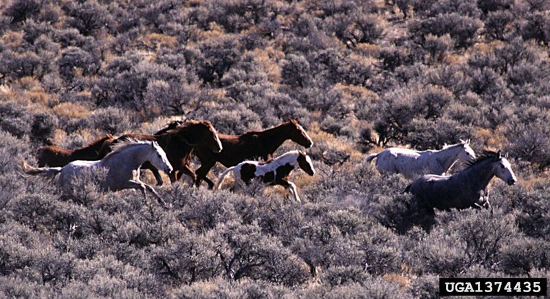 Wild Horse (Equus caballus) {!--말(야생마)-->; DISPLAY FULL IMAGE.