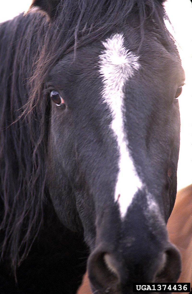 Wild Horse (Equus caballus) {!--말(야생마)-->; DISPLAY FULL IMAGE.