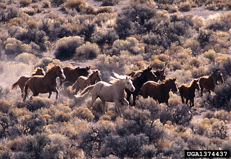Wild Horse (Equus caballus) {!--말(야생마)-->; DISPLAY FULL IMAGE.