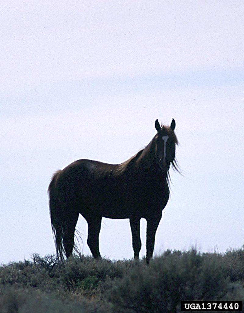 Wild Horse (Equus caballus) {!--말(야생마)-->; DISPLAY FULL IMAGE.