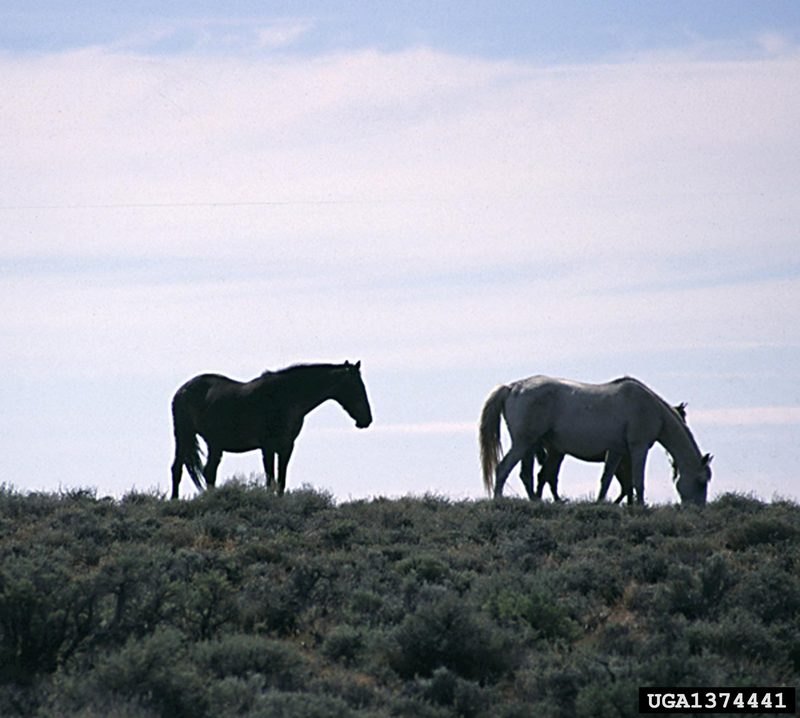 Wild Horse (Equus caballus) {!--말(야생마)-->; DISPLAY FULL IMAGE.