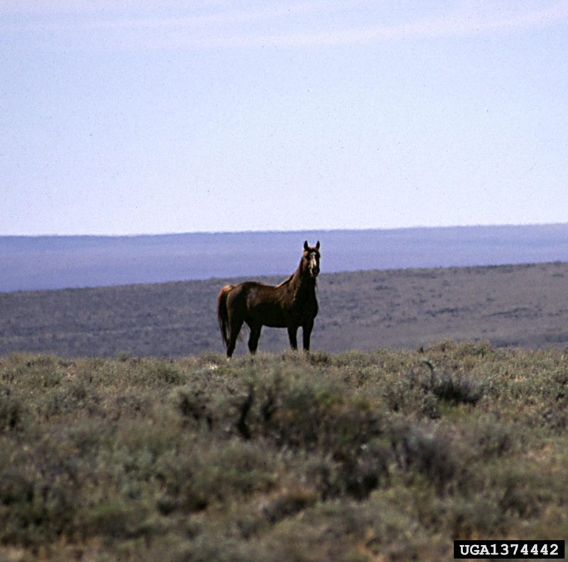 Wild Horse (Equus caballus) {!--말(야생마)-->; DISPLAY FULL IMAGE.