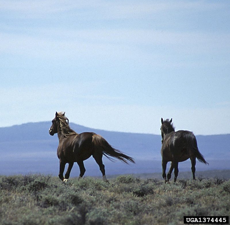Wild Horse (Equus caballus) {!--말(야생마)-->; DISPLAY FULL IMAGE.
