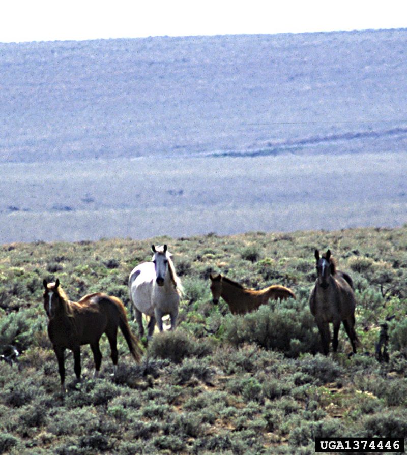 Wild Horse (Equus caballus) {!--말(야생마)-->; DISPLAY FULL IMAGE.