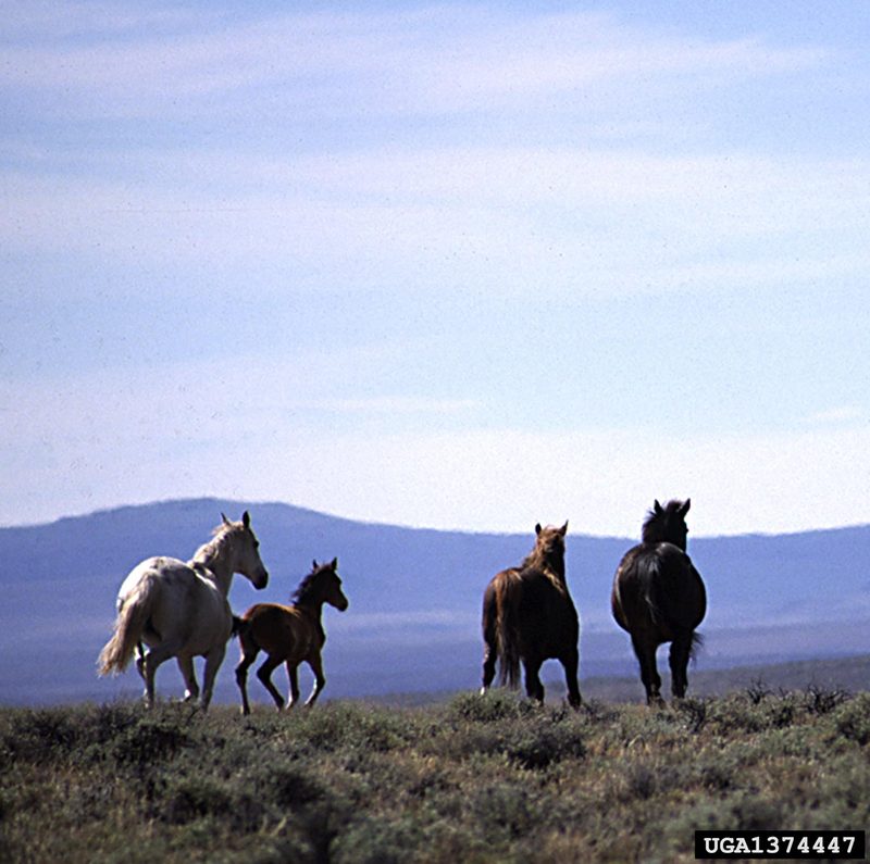 Wild Horse (Equus caballus) {!--말(야생마)-->; DISPLAY FULL IMAGE.