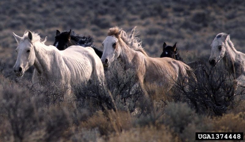 Wild Horse (Equus caballus) {!--말(야생마)-->; DISPLAY FULL IMAGE.