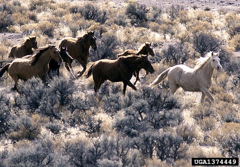 Wild Horse (Equus caballus) {!--말(야생마)-->; DISPLAY FULL IMAGE.