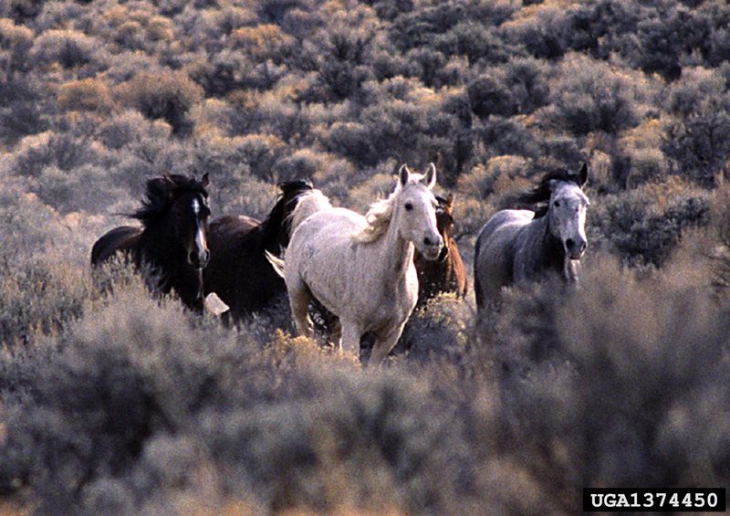 Wild Horse (Equus caballus) {!--말(야생마)-->; DISPLAY FULL IMAGE.