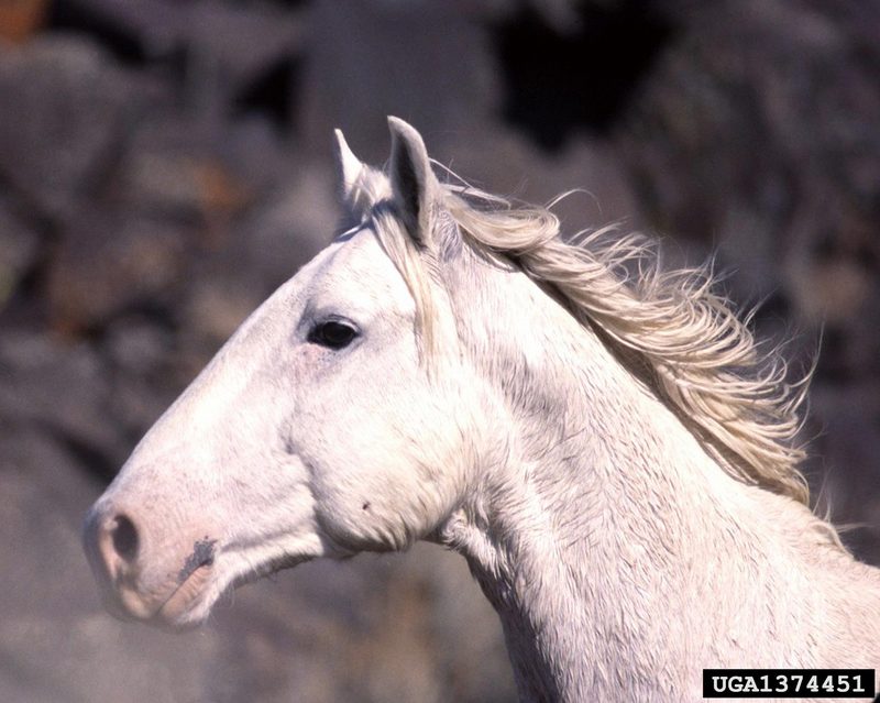 Wild Horse (Equus caballus) {!--말(야생마)-->; DISPLAY FULL IMAGE.
