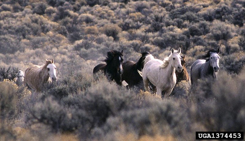 Wild Horse (Equus caballus) {!--말(야생마)-->; DISPLAY FULL IMAGE.