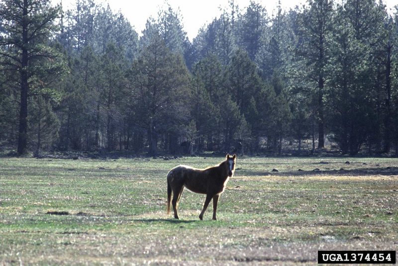 Wild Horse (Equus caballus) {!--말(야생마)-->; DISPLAY FULL IMAGE.