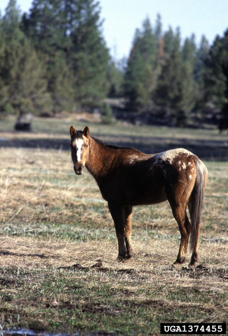 Wild Horse (Equus caballus) {!--말(야생마)-->; DISPLAY FULL IMAGE.