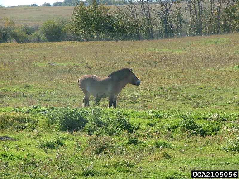 Przewalski's Horse (Equus caballus przewalskii) {!--몽고마, 몽고야생마, 몽고말-->; DISPLAY FULL IMAGE.