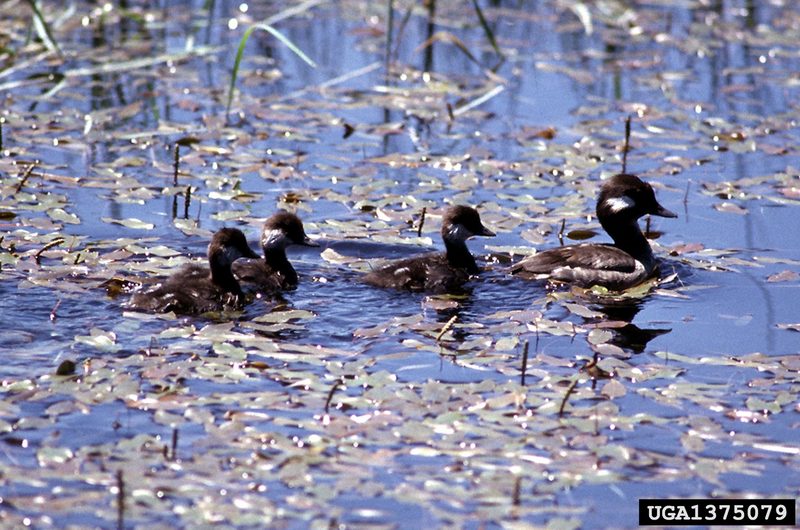 Bufflehead Duck (Bucephala albeola) with chicks {!--큰머리흰뺨오리-->; DISPLAY FULL IMAGE.