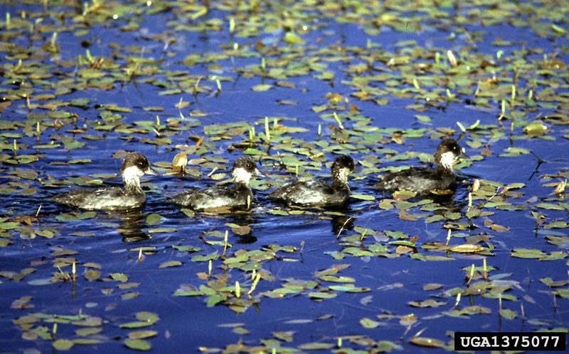 Bufflehead Duck (Bucephala albeola) chicks {!--큰머리흰뺨오리-->; DISPLAY FULL IMAGE.