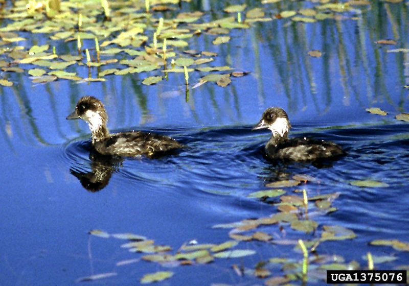 Bufflehead Duck (Bucephala albeola) chicks {!--큰머리흰뺨오리-->; DISPLAY FULL IMAGE.