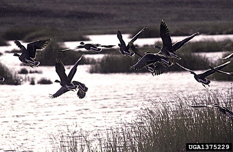 Greater White-fronted Goose (Anser albifrons) {!--쇠기러기-->; DISPLAY FULL IMAGE.