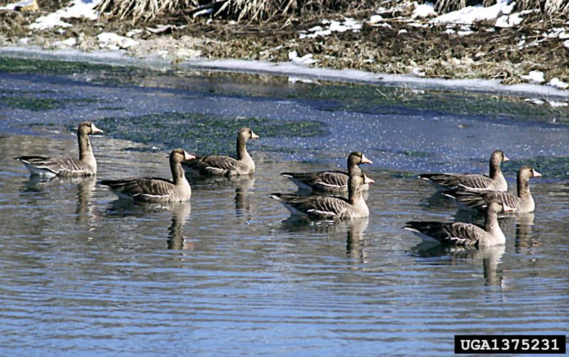 Greater White-fronted Goose (Anser albifrons) {!--쇠기러기-->; DISPLAY FULL IMAGE.