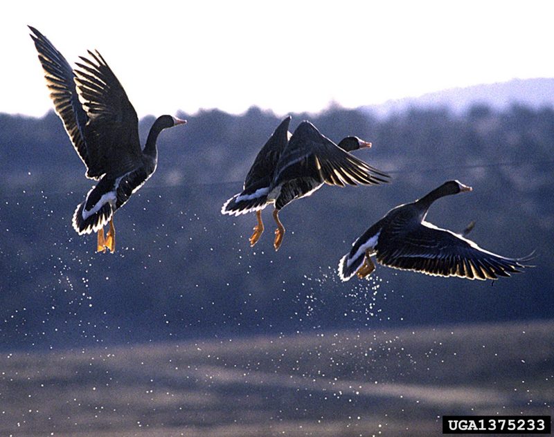 Greater White-fronted Goose (Anser albifrons) {!--쇠기러기-->; DISPLAY FULL IMAGE.