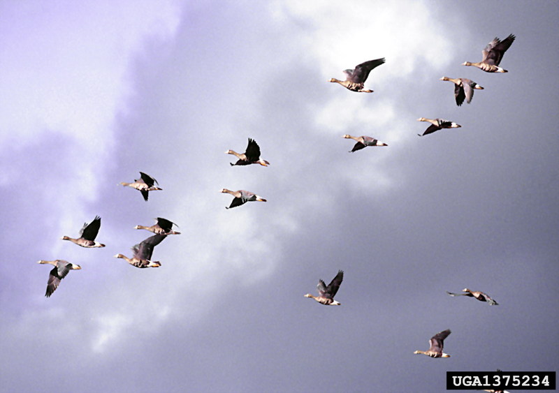 Greater White-fronted Goose (Anser albifrons) {!--쇠기러기-->; DISPLAY FULL IMAGE.