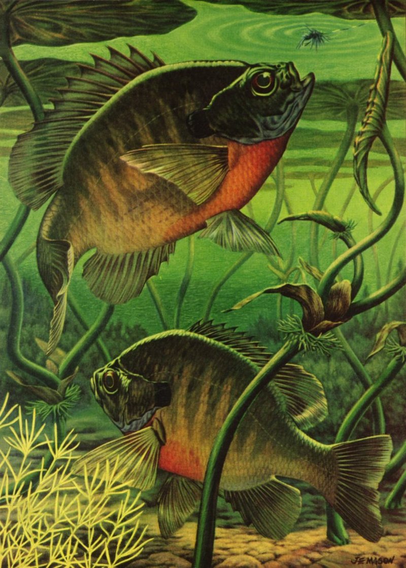 [Animal Art] J.E. Mason - Bluegills; DISPLAY FULL IMAGE.