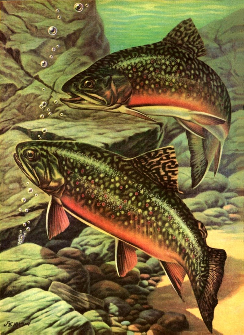 [Animal Art] J.E. Mason - Brook Trout; DISPLAY FULL IMAGE.