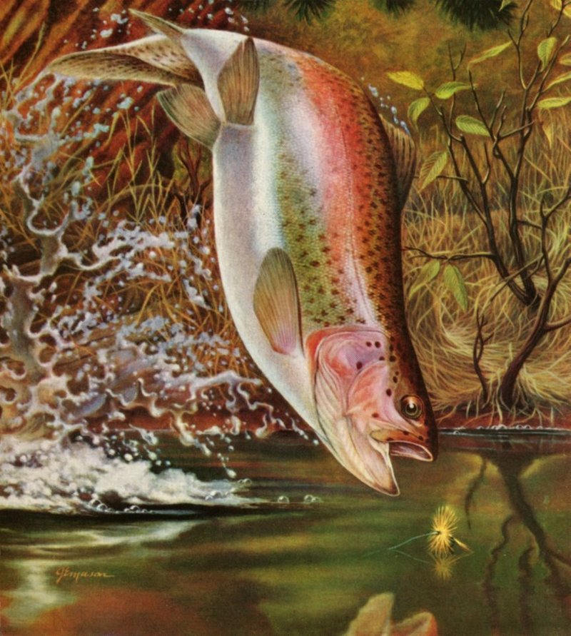 [Animal Art] J.E. Mason - Rainbow Trout; DISPLAY FULL IMAGE.