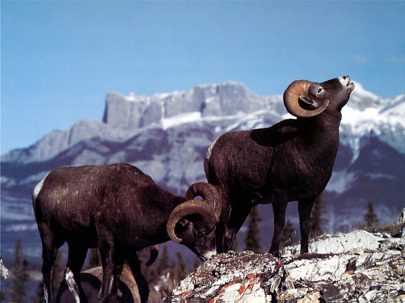 Bighorn Sheep (Ovis canadensis) {!--큰뿔양-->; DISPLAY FULL IMAGE.