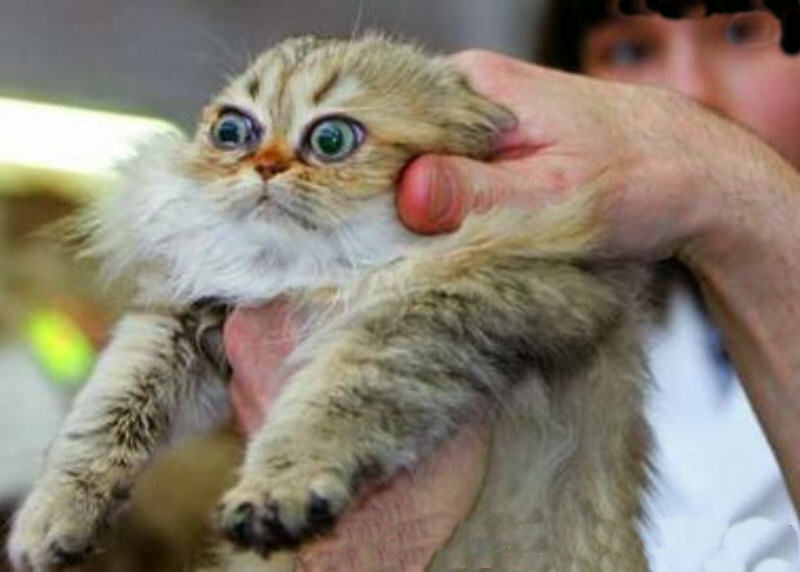 cat eyes bugging; DISPLAY FULL IMAGE.