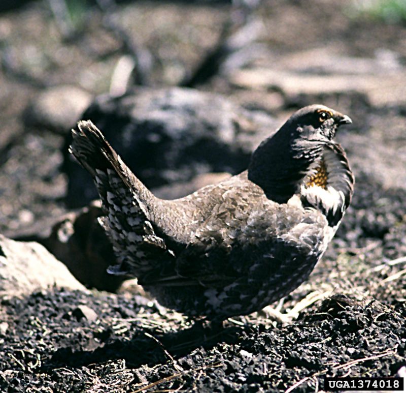 Blue Grouse (Dendragapus obscurus) {!--청뇌조(靑雷鳥)-->; DISPLAY FULL IMAGE.