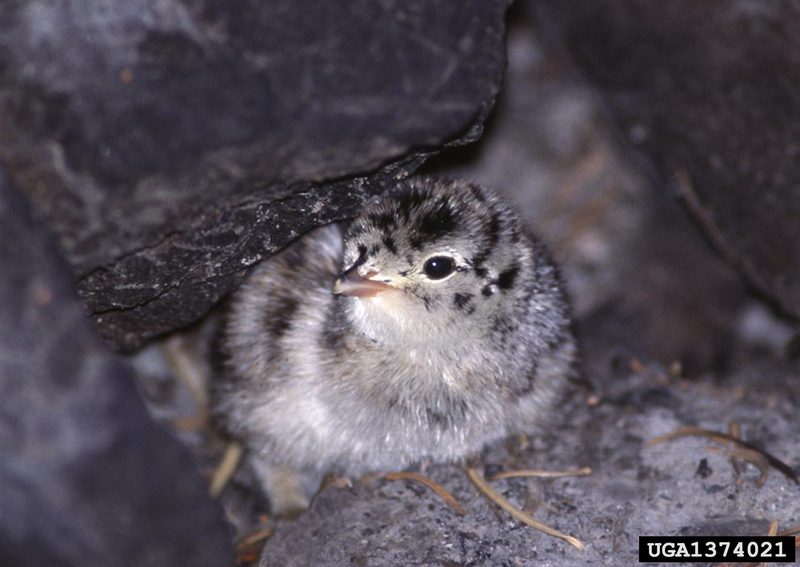 Blue Grouse (Dendragapus obscurus) {!--청뇌조(靑雷鳥)-->; DISPLAY FULL IMAGE.