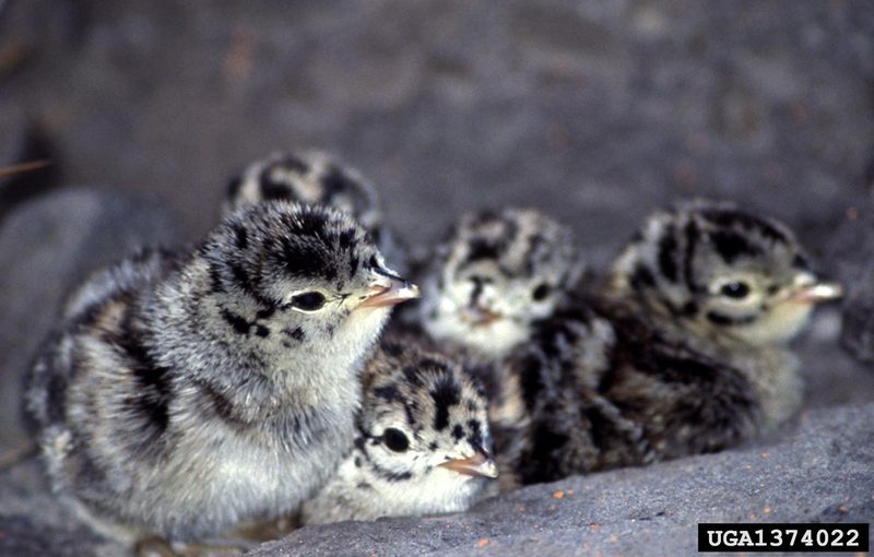 Blue Grouse (Dendragapus obscurus) {!--청뇌조(靑雷鳥)-->; DISPLAY FULL IMAGE.