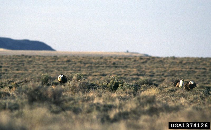 Sage Grouse (Centrocercus urophasianus) {!--흰목도리뇌조(----雷鳥)-->; DISPLAY FULL IMAGE.