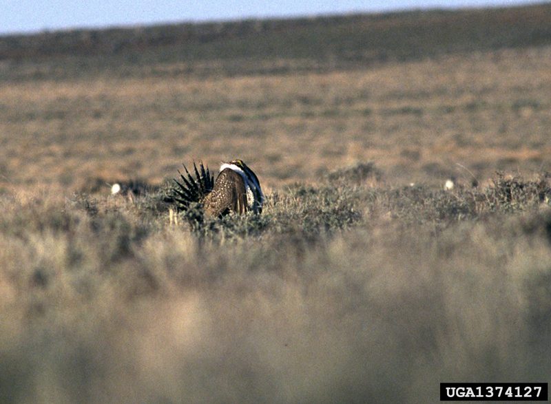 Sage Grouse (Centrocercus urophasianus) {!--흰목도리뇌조(----雷鳥)-->; DISPLAY FULL IMAGE.