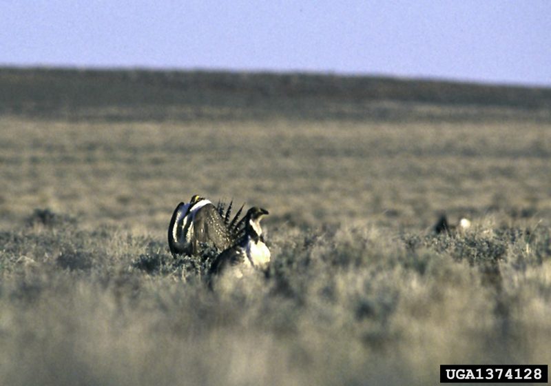 Sage Grouse (Centrocercus urophasianus) {!--흰목도리뇌조(----雷鳥)-->; DISPLAY FULL IMAGE.