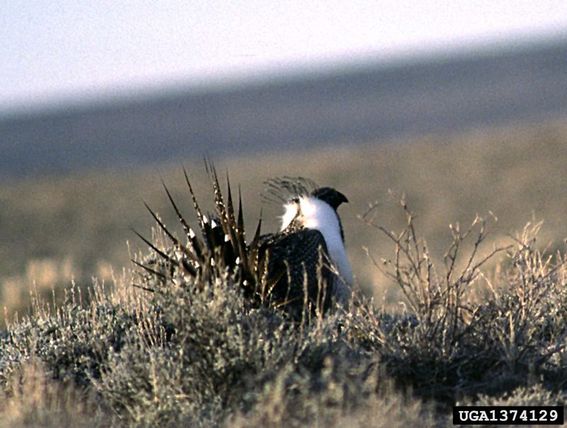 Sage Grouse (Centrocercus urophasianus) {!--흰목도리뇌조(----雷鳥)-->; DISPLAY FULL IMAGE.