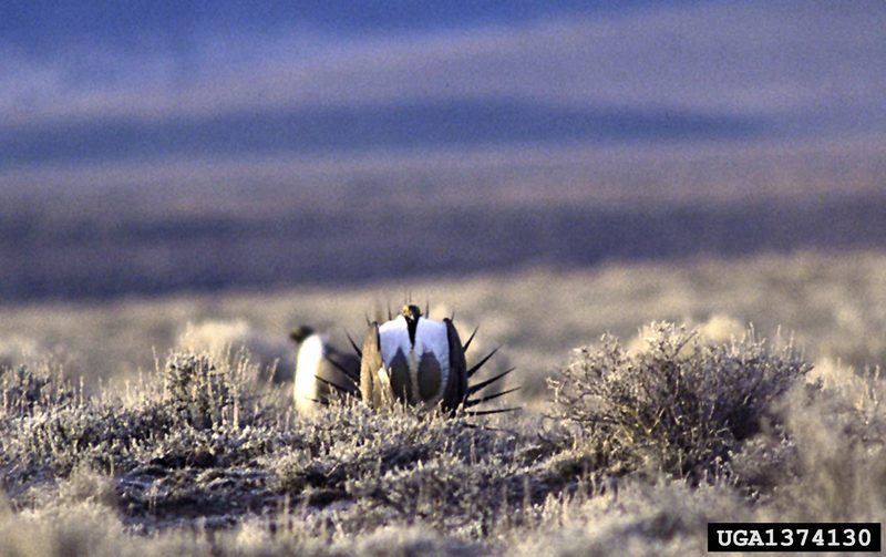 Sage Grouse (Centrocercus urophasianus) {!--흰목도리뇌조(----雷鳥)-->; DISPLAY FULL IMAGE.