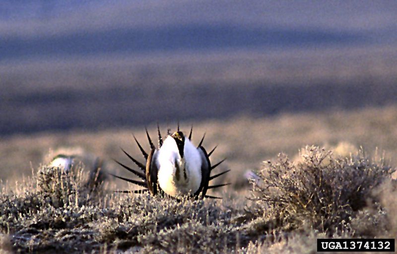 Sage Grouse (Centrocercus urophasianus) {!--흰목도리뇌조(----雷鳥)-->; DISPLAY FULL IMAGE.