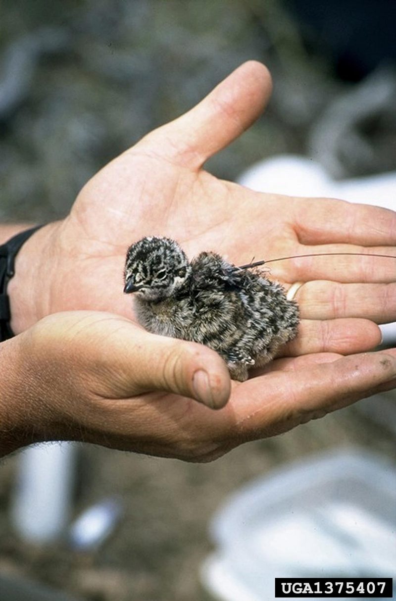Sage Grouse (Centrocercus urophasianus) {!--흰목도리뇌조(----雷鳥)-->; DISPLAY FULL IMAGE.