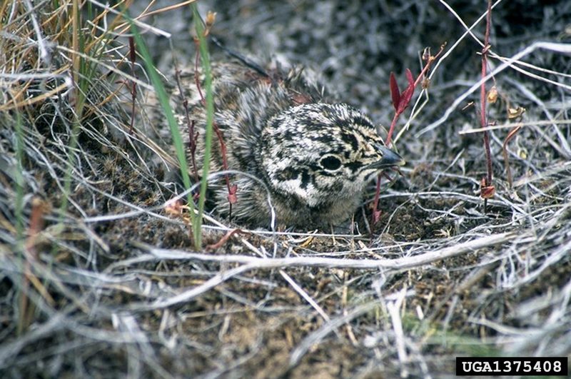 Sage Grouse (Centrocercus urophasianus) {!--흰목도리뇌조(----雷鳥)-->; DISPLAY FULL IMAGE.