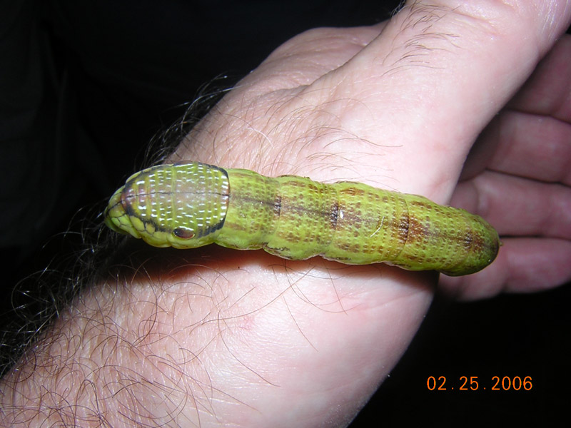 snake mimic by caterpillar; DISPLAY FULL IMAGE.