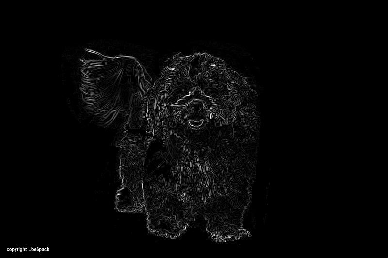 Buster; DISPLAY FULL IMAGE.