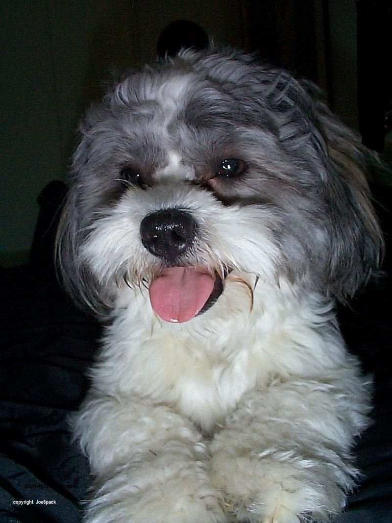 Buster; DISPLAY FULL IMAGE.