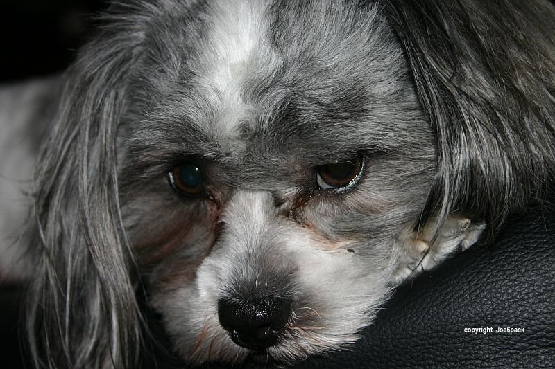Buster; DISPLAY FULL IMAGE.