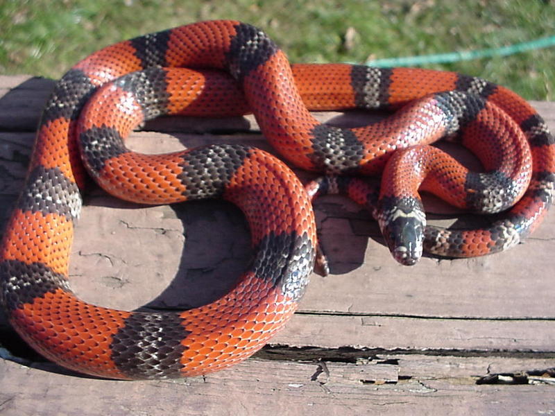 Atlantic Central American milksnake (L.t.polyzona) hypomelanistic; DISPLAY FULL IMAGE.