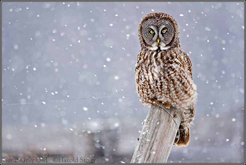 SF Great Gray Owl- Patience; DISPLAY FULL IMAGE.