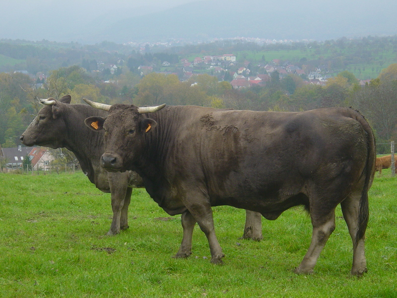 Domestic cows; DISPLAY FULL IMAGE.