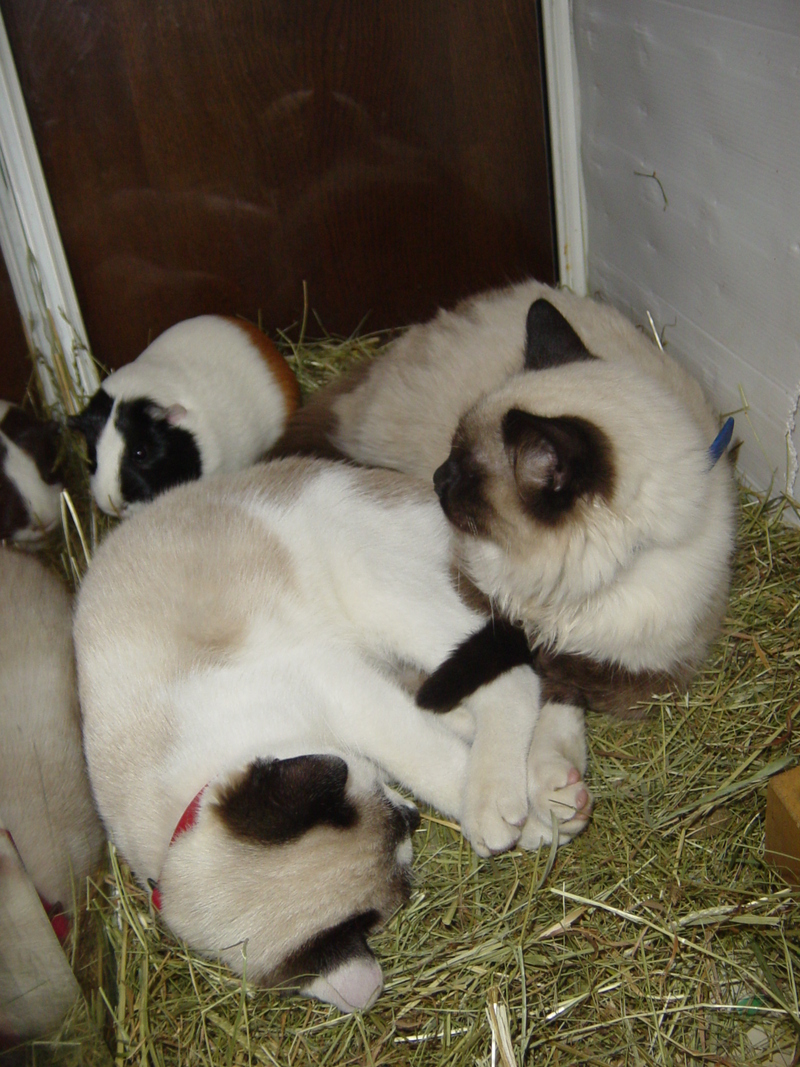 Cats; DISPLAY FULL IMAGE.