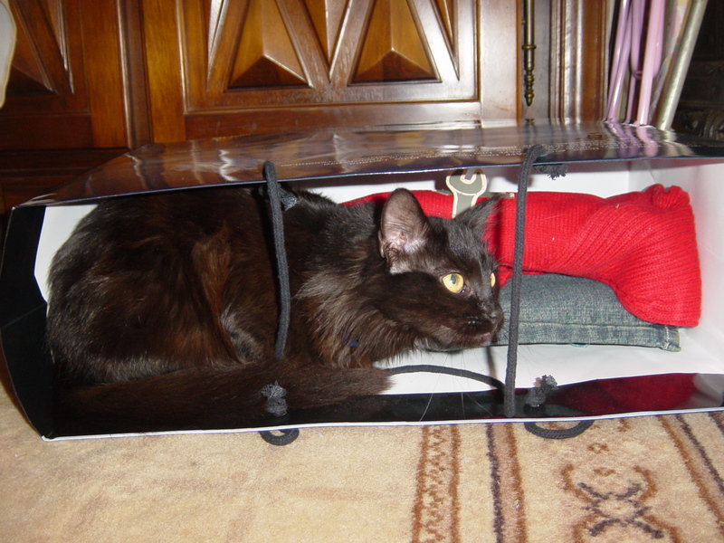 Hiding in an old bag !; DISPLAY FULL IMAGE.