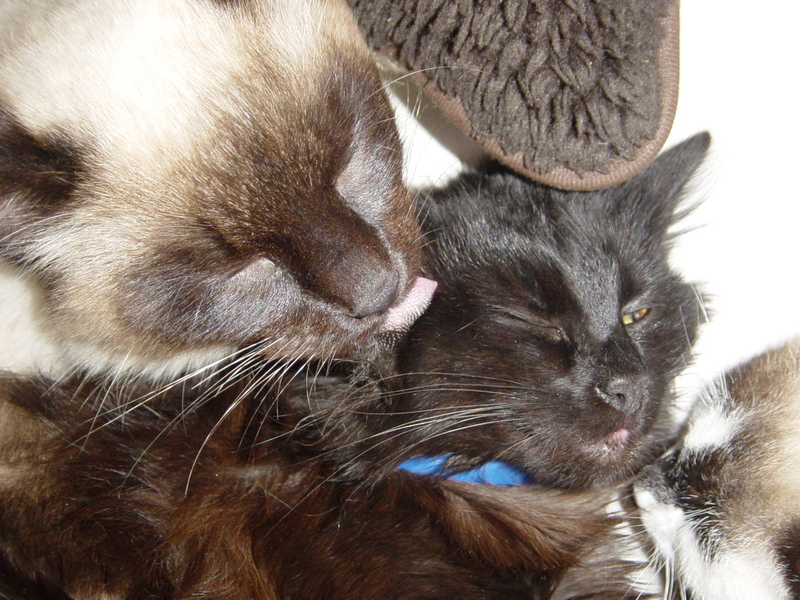 Cats; DISPLAY FULL IMAGE.
